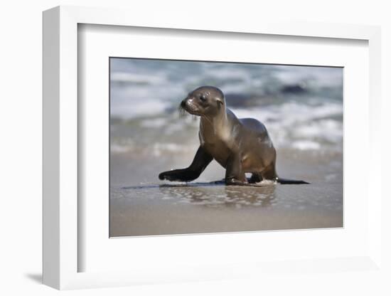USA, California, La Jolla. Baby sea lion on beach.-Jaynes Gallery-Framed Premium Photographic Print