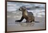 USA, California, La Jolla. Baby sea lion on beach.-Jaynes Gallery-Framed Premium Photographic Print