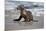 USA, California, La Jolla. Baby sea lion on beach.-Jaynes Gallery-Mounted Premium Photographic Print