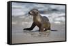 USA, California, La Jolla. Baby sea lion on beach.-Jaynes Gallery-Framed Stretched Canvas