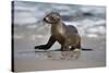USA, California, La Jolla. Baby sea lion on beach.-Jaynes Gallery-Stretched Canvas