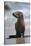 USA, California, La Jolla. Baby sea lion on beach.-Jaynes Gallery-Stretched Canvas