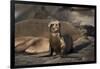 USA, California, La Jolla. Baby sea lion on sand.-Jaynes Gallery-Framed Photographic Print