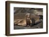 USA, California, La Jolla. Baby sea lion on sand.-Jaynes Gallery-Framed Premium Photographic Print