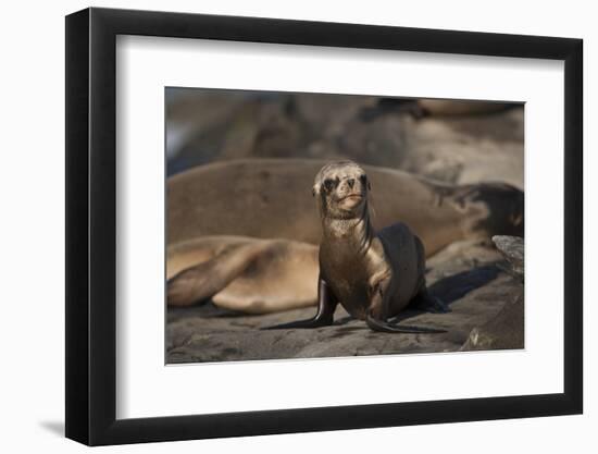 USA, California, La Jolla. Baby sea lion on sand.-Jaynes Gallery-Framed Premium Photographic Print