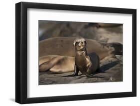 USA, California, La Jolla. Baby sea lion on sand.-Jaynes Gallery-Framed Photographic Print