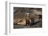 USA, California, La Jolla. Baby sea lion on sand.-Jaynes Gallery-Framed Photographic Print