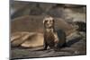 USA, California, La Jolla. Baby sea lion on sand.-Jaynes Gallery-Mounted Photographic Print