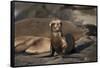 USA, California, La Jolla. Baby sea lion on sand.-Jaynes Gallery-Framed Stretched Canvas