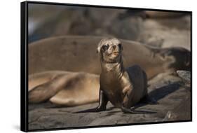 USA, California, La Jolla. Baby sea lion on sand.-Jaynes Gallery-Framed Stretched Canvas