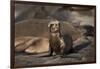 USA, California, La Jolla. Baby sea lion on sand.-Jaynes Gallery-Framed Premium Photographic Print