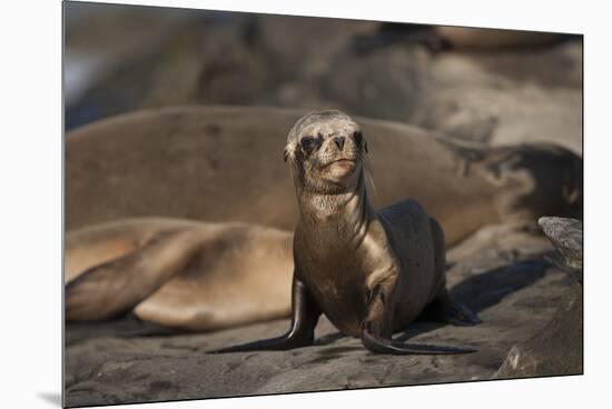 USA, California, La Jolla. Baby sea lion on sand.-Jaynes Gallery-Mounted Premium Photographic Print