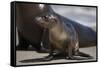 USA, California, La Jolla. Baby sea lion on sand.-Jaynes Gallery-Framed Stretched Canvas