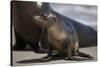 USA, California, La Jolla. Baby sea lion on sand.-Jaynes Gallery-Stretched Canvas