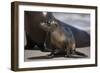 USA, California, La Jolla. Baby sea lion on sand.-Jaynes Gallery-Framed Photographic Print