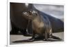 USA, California, La Jolla. Baby sea lion on sand.-Jaynes Gallery-Framed Photographic Print