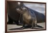 USA, California, La Jolla. Baby sea lion on sand.-Jaynes Gallery-Framed Photographic Print