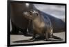 USA, California, La Jolla. Baby sea lion on sand.-Jaynes Gallery-Framed Photographic Print