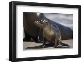 USA, California, La Jolla. Baby sea lion on sand.-Jaynes Gallery-Framed Photographic Print