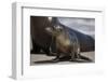 USA, California, La Jolla. Baby sea lion on sand.-Jaynes Gallery-Framed Photographic Print