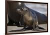 USA, California, La Jolla. Baby sea lion on sand.-Jaynes Gallery-Framed Premium Photographic Print