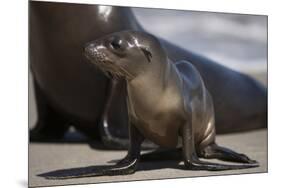 USA, California, La Jolla. Baby sea lion on sand.-Jaynes Gallery-Mounted Premium Photographic Print