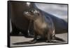 USA, California, La Jolla. Baby sea lion on sand.-Jaynes Gallery-Framed Stretched Canvas