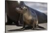 USA, California, La Jolla. Baby sea lion on sand.-Jaynes Gallery-Stretched Canvas