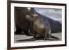 USA, California, La Jolla. Baby sea lion on sand.-Jaynes Gallery-Framed Photographic Print