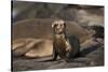 USA, California, La Jolla. Baby sea lion on sand.-Jaynes Gallery-Stretched Canvas