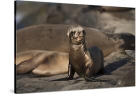 USA, California, La Jolla. Baby sea lion on sand.-Jaynes Gallery-Stretched Canvas