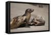 USA, California, La Jolla. Baby sea lion with s on beach.-Jaynes Gallery-Framed Stretched Canvas