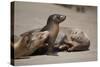 USA, California, La Jolla. Baby sea lion with s on beach.-Jaynes Gallery-Stretched Canvas