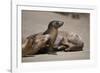 USA, California, La Jolla. Baby sea lion with s on beach.-Jaynes Gallery-Framed Photographic Print