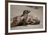 USA, California, La Jolla. Baby sea lion with s on beach.-Jaynes Gallery-Framed Photographic Print