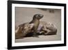 USA, California, La Jolla. Baby sea lion with s on beach.-Jaynes Gallery-Framed Photographic Print