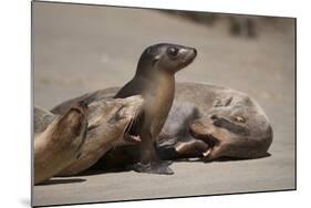 USA, California, La Jolla. Baby sea lion with s on beach.-Jaynes Gallery-Mounted Photographic Print