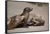 USA, California, La Jolla. Baby sea lion with s on beach.-Jaynes Gallery-Framed Stretched Canvas