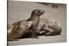 USA, California, La Jolla. Baby sea lion with s on beach.-Jaynes Gallery-Stretched Canvas