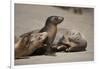 USA, California, La Jolla. Baby sea lion with s on beach.-Jaynes Gallery-Framed Photographic Print