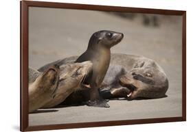 USA, California, La Jolla. Baby sea lion with s on beach.-Jaynes Gallery-Framed Photographic Print