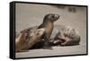 USA, California, La Jolla. Baby sea lion with s on beach.-Jaynes Gallery-Framed Stretched Canvas