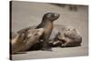 USA, California, La Jolla. Baby sea lion with s on beach.-Jaynes Gallery-Stretched Canvas