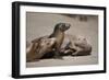 USA, California, La Jolla. Baby sea lion with s on beach.-Jaynes Gallery-Framed Photographic Print