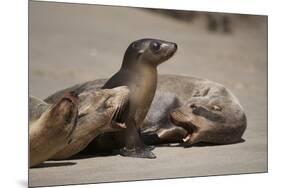 USA, California, La Jolla. Baby sea lion with s on beach.-Jaynes Gallery-Mounted Premium Photographic Print