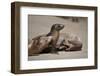 USA, California, La Jolla. Baby sea lion with s on beach.-Jaynes Gallery-Framed Photographic Print