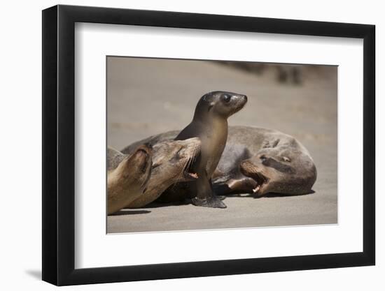 USA, California, La Jolla. Baby sea lion with s on beach.-Jaynes Gallery-Framed Photographic Print