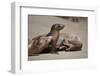 USA, California, La Jolla. Baby sea lion with s on beach.-Jaynes Gallery-Framed Photographic Print