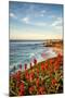 USA, California, La Jolla. Blooming aloe and Wipeout Beach-Ann Collins-Mounted Photographic Print