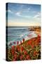 USA, California, La Jolla. Blooming aloe and Wipeout Beach-Ann Collins-Stretched Canvas